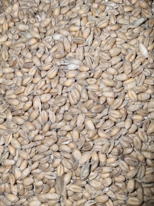 Pszenica Euforia 2025