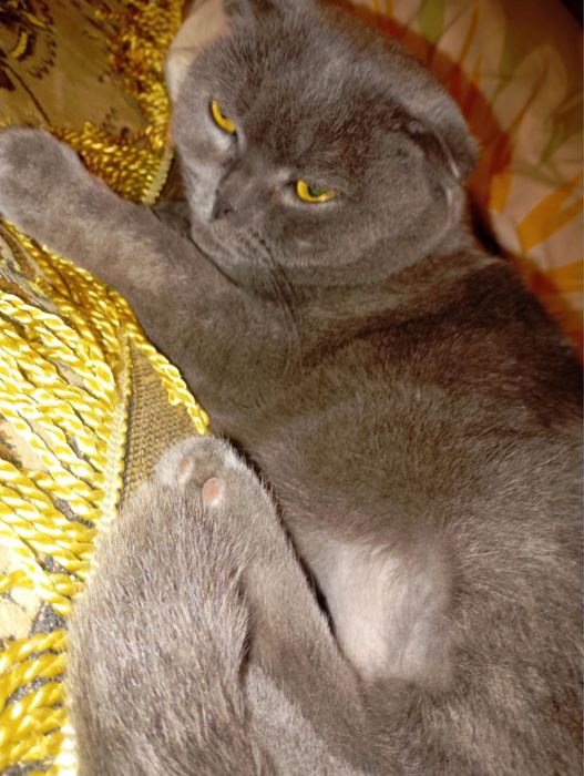 Кішечка весловуха