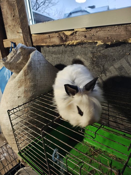 Sprzedam króliki miniaturki