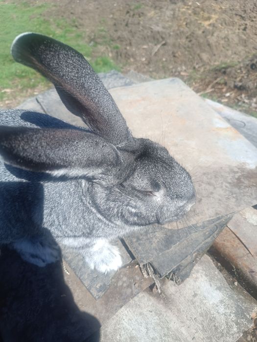 Продам самця  радянської шиншили