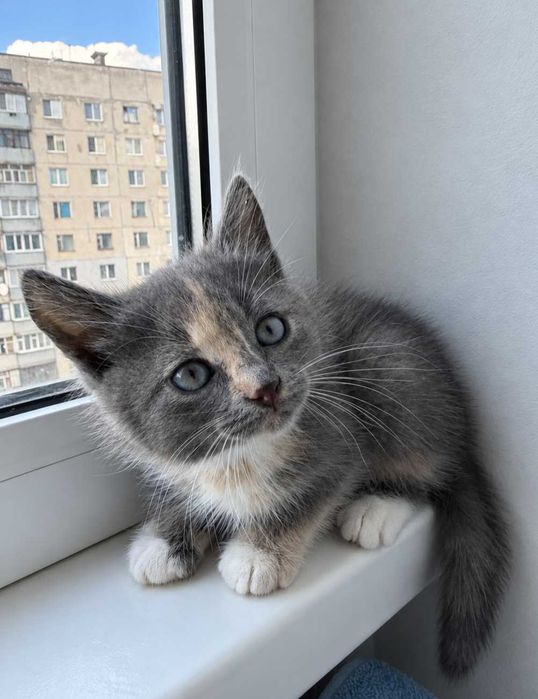 Отдам котенка трехцветку, 1,5 месяца