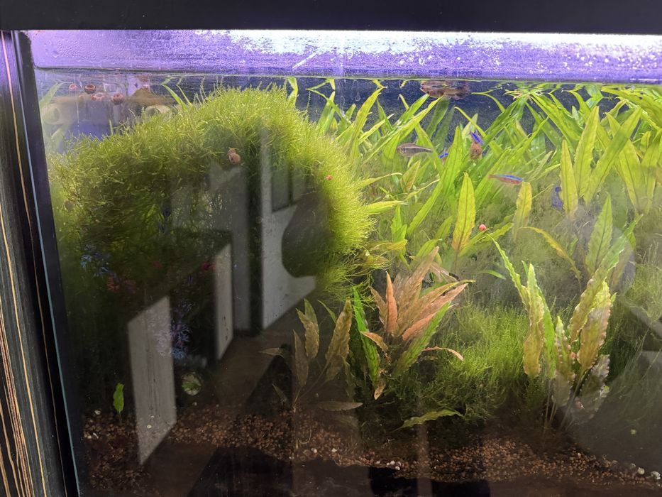 Akwarium z pokrywa 160L
