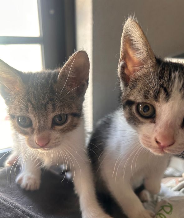 Animais para adoção
