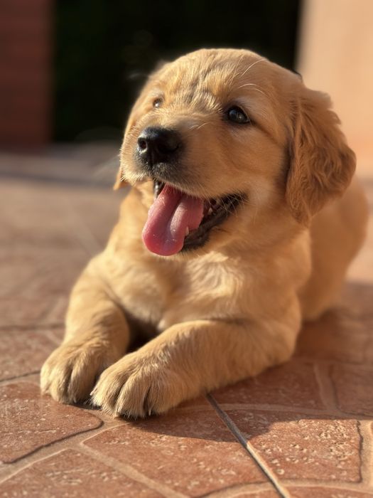 Golden Retriever - Mam juz 5 tygodni