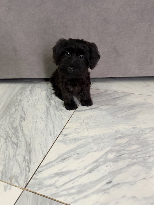 Yorkpoo mini macho