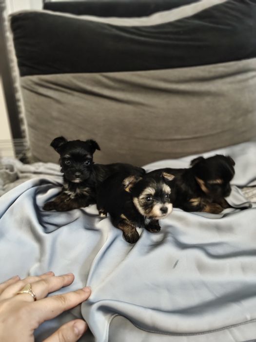 Yorkshire terrier York