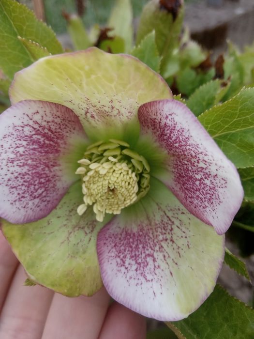 насіння морозника,спірея