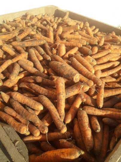 Marchew drobna paszowa odpadowa