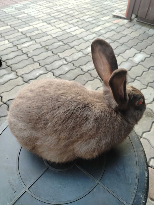 Kroliki kalifornijskie, wjs i barany francuskie.