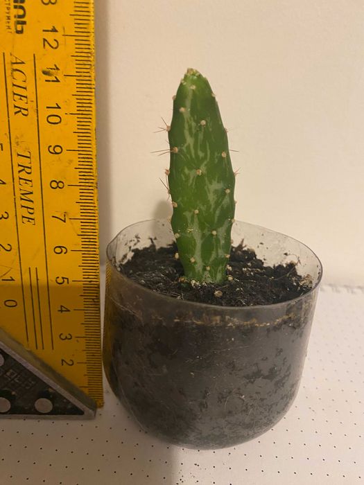 Kaktus Opuntia monacantha variegata (sukulent) - 6 cm