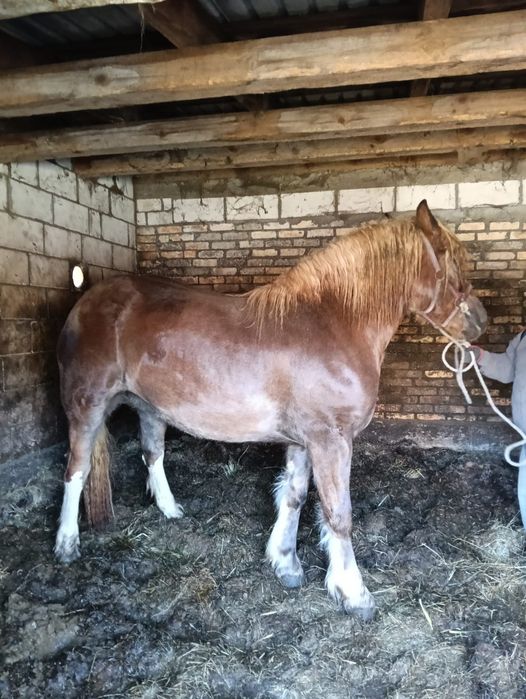 Sprzedam klacz 2 letnia zimnokrwista