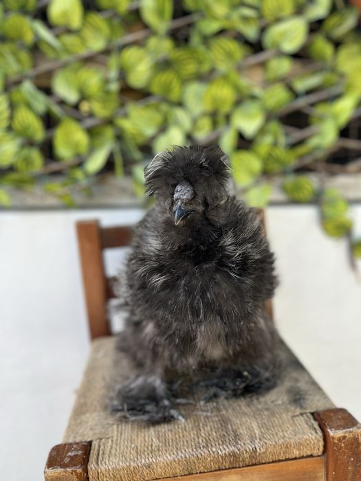 Galos Sedosa do Japao normal e frisado