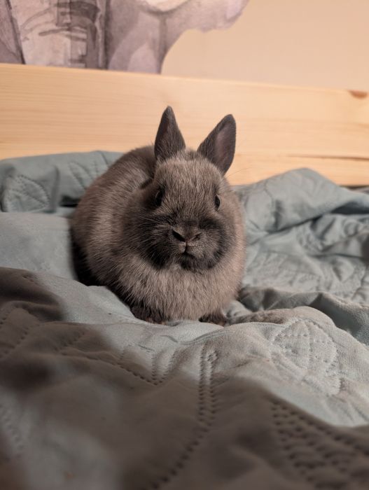 Królik karzełek, królik niderlandzki