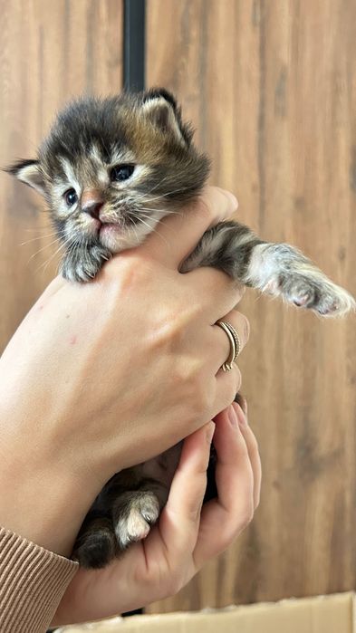 Маленькі мейн куни в пошуках люблячих батьків