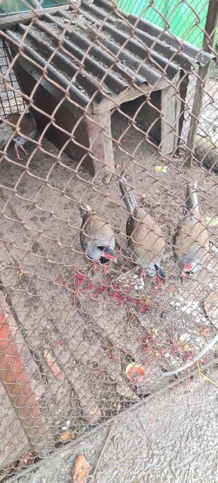 Фазан срібний...