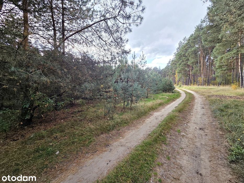 W Bezpośrednim Sąsiedztwie Lasu