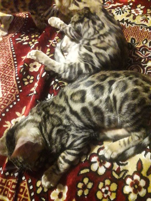 Котенята бенгали