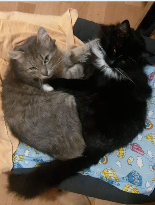 Віддам котів в хороші руки