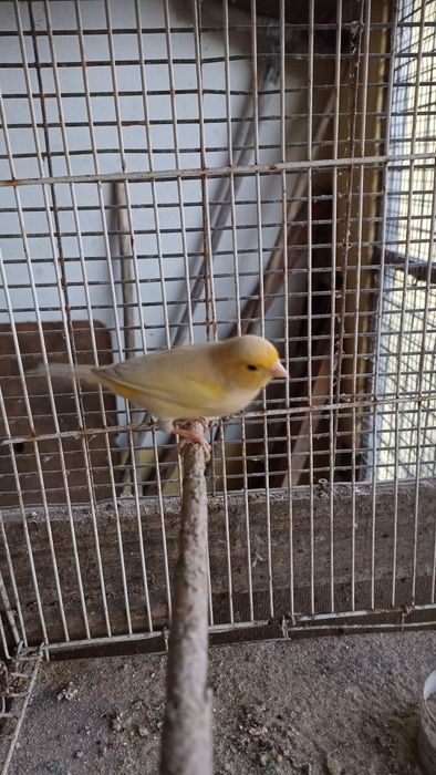 Canários amarelos machos