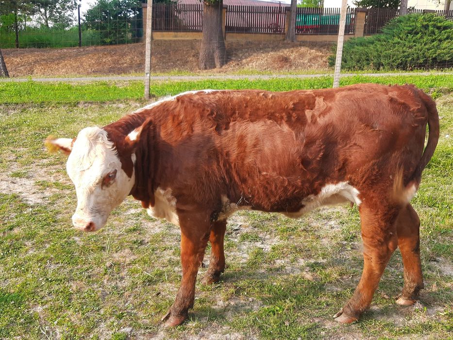 Jałówka Hereford