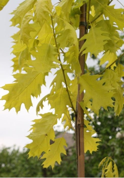 Judaszowiec,robinia,wiąz,złotokap