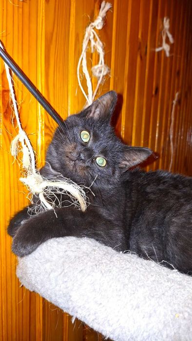 Trzymiesięczna Mrunia czeka na drugą szansę na życie