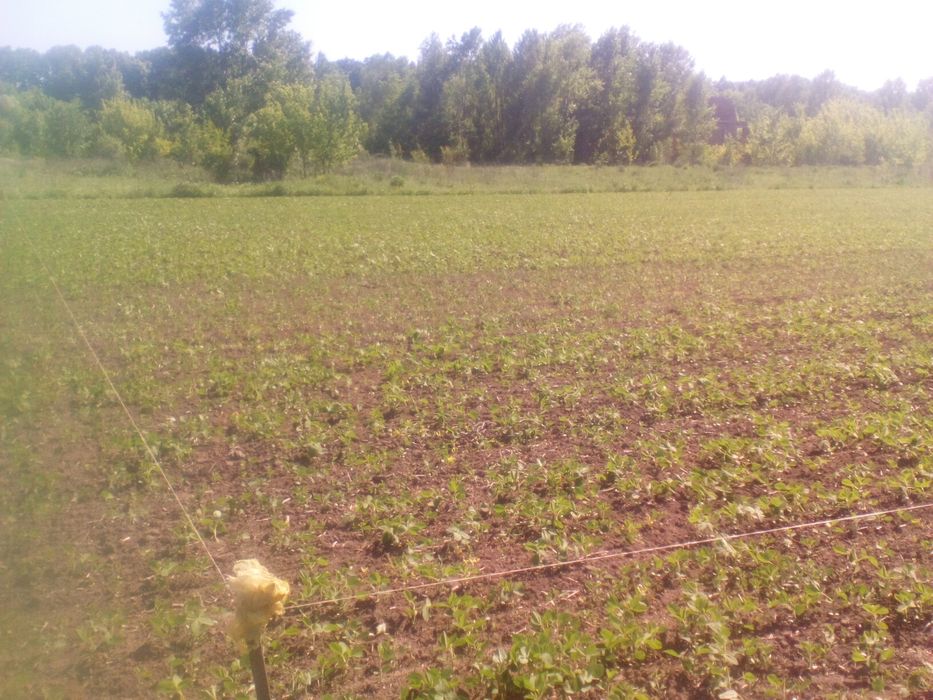 Продам 0,25га пай