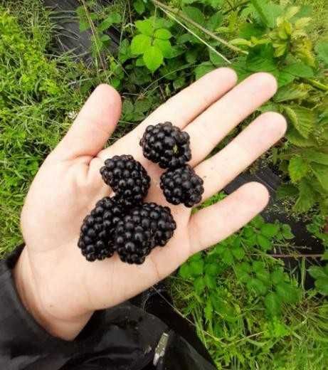 Ягода ожина (blackberry) оптом і в роздріб