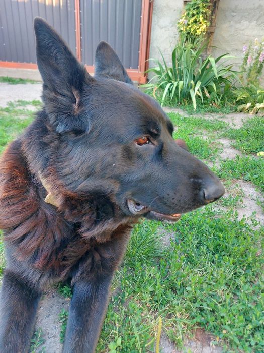 Німецька вівчарка, в'язка