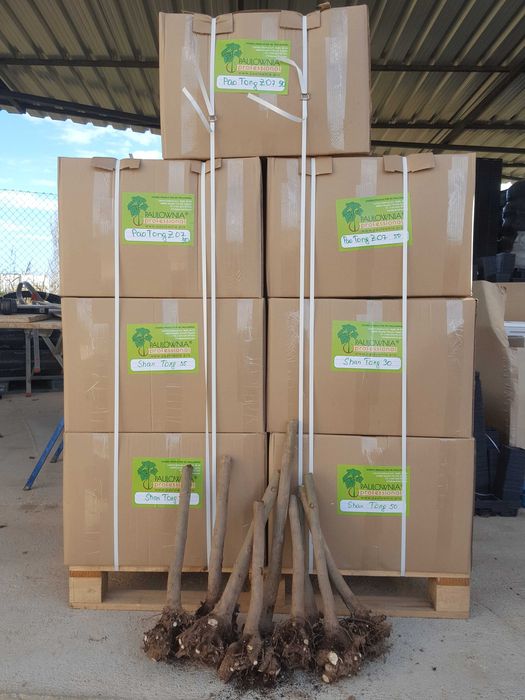 Paulownia Stump XXL raiz descoberta. Oferta Inverno 2025