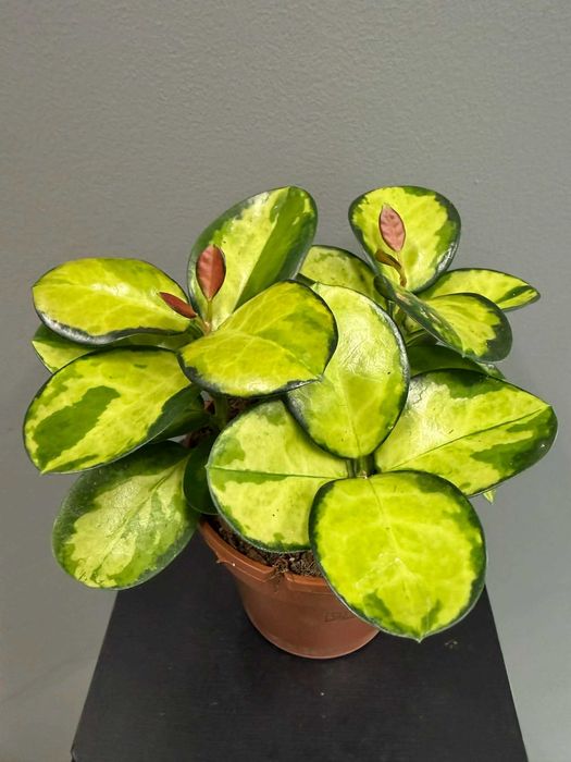 Hoya Australis Lisa Hoja Ogrzewacz w Cenie