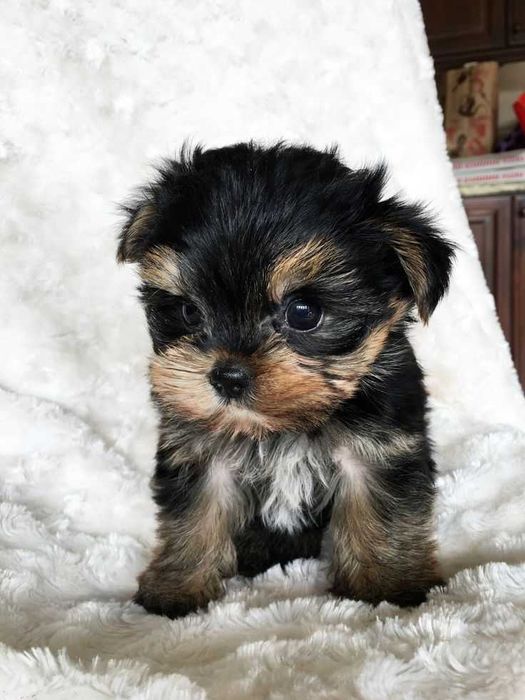 Цуценята, йоркширський тер'єр