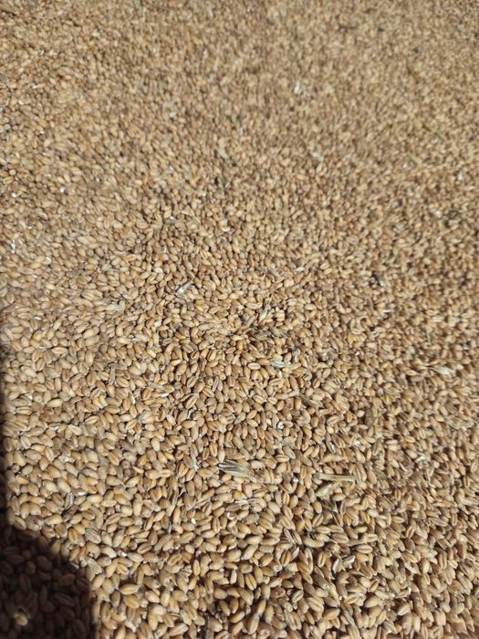 Zboże (pszenica jęczmień pszenżyto żyto owies)