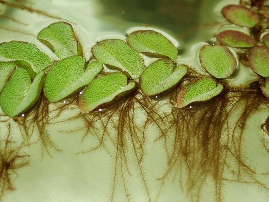 Salvinia natans - Plantas para aquário