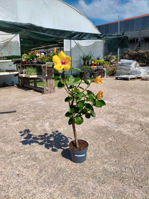 Hibisco Sinesis - planta em vaso