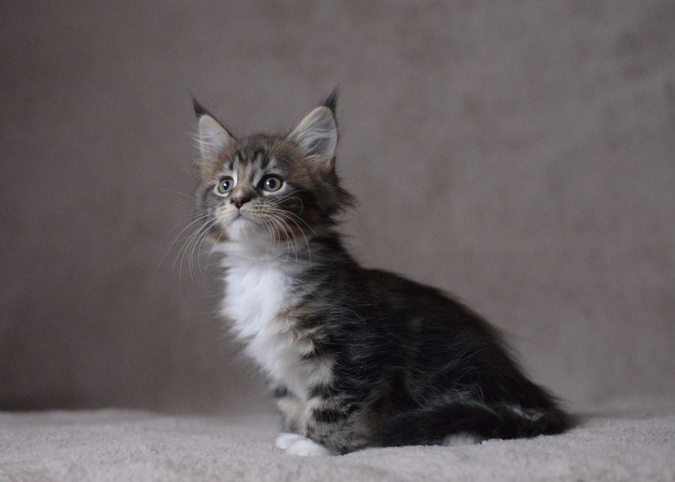 Dziewczynka MCO z rodowodem FPL