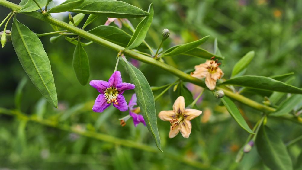 Jagoda Goji 'Big Berry' Duże owoce (Lycium barbarum) Doniczka 2.0L