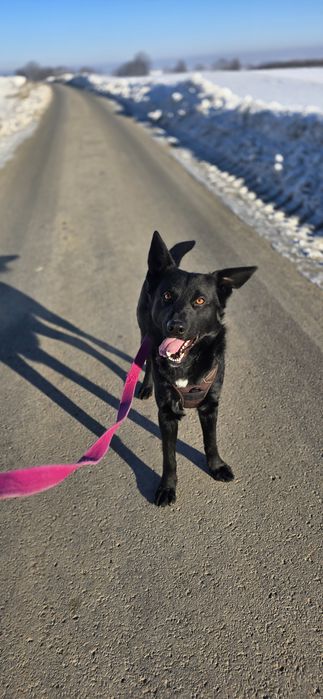 James czarne, młode cudo