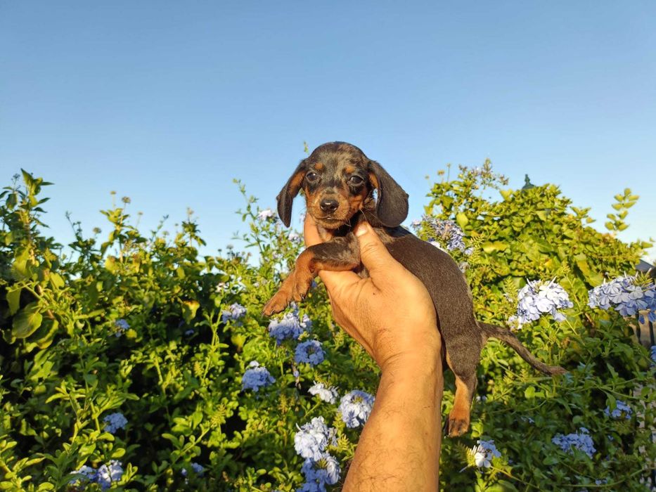Teckel machinho mini Arlequim preto