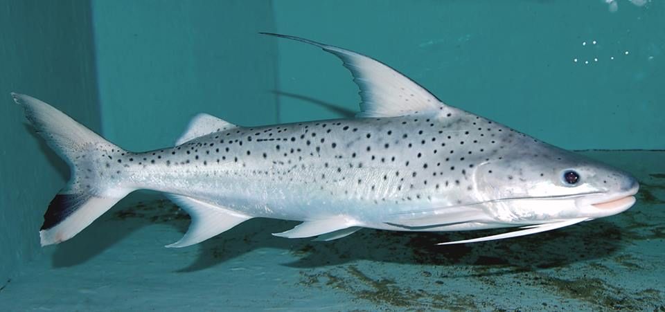 Lince catfish / Platynematichthys notatus 30cm+