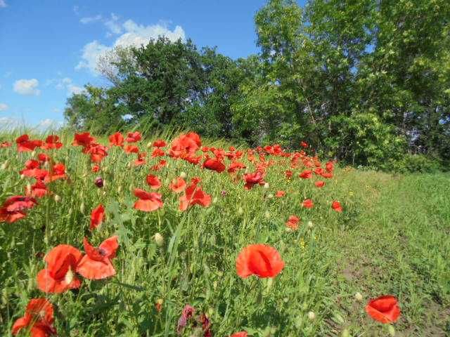 Аренда жилья бесплатно.
