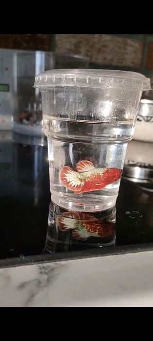 Betta Bojownik sklep zoologiczny Pirania Olsztyn wysyłka