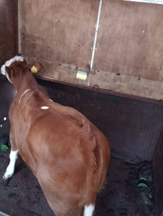 Okazja likwidacja hodowli