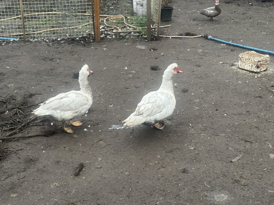 Продам Індокачки