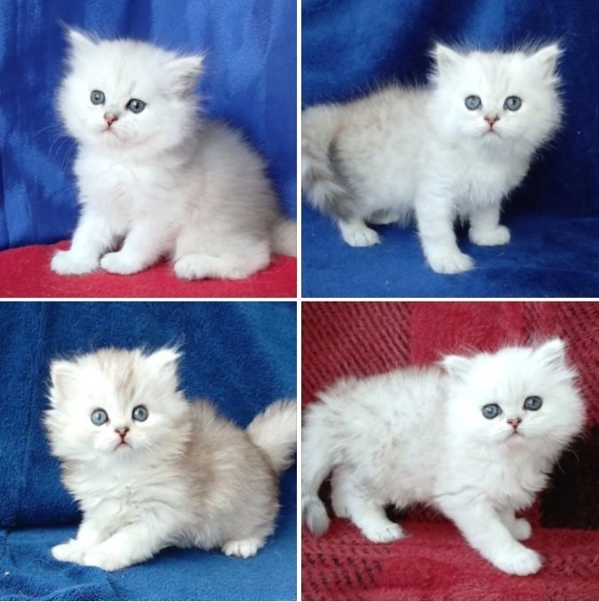 Серебристая шиншилла котята длинношерстные британские