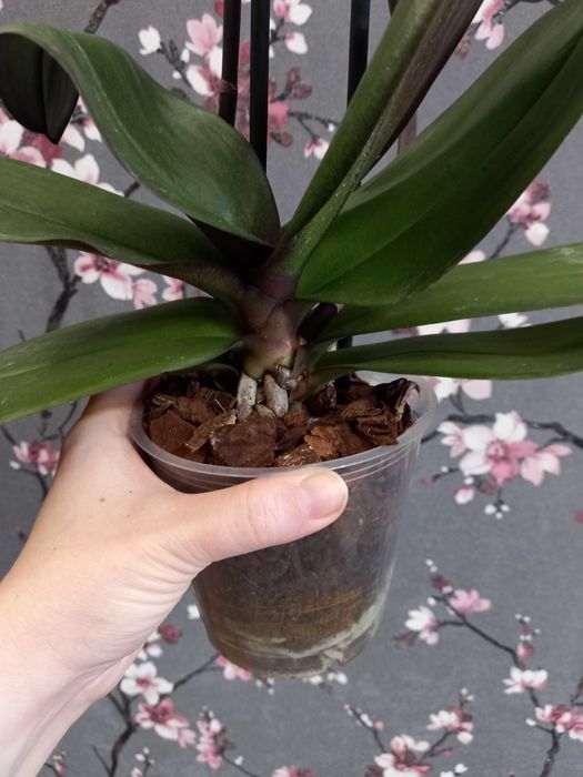 Биг Лип орхидея взрослая отцветашка дешево 399 грн