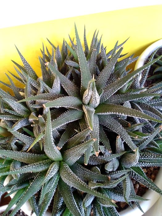 Хавортии сортовые