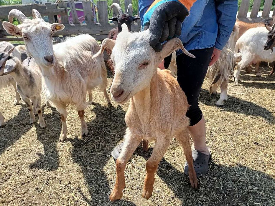 Продаємо стадо кіз