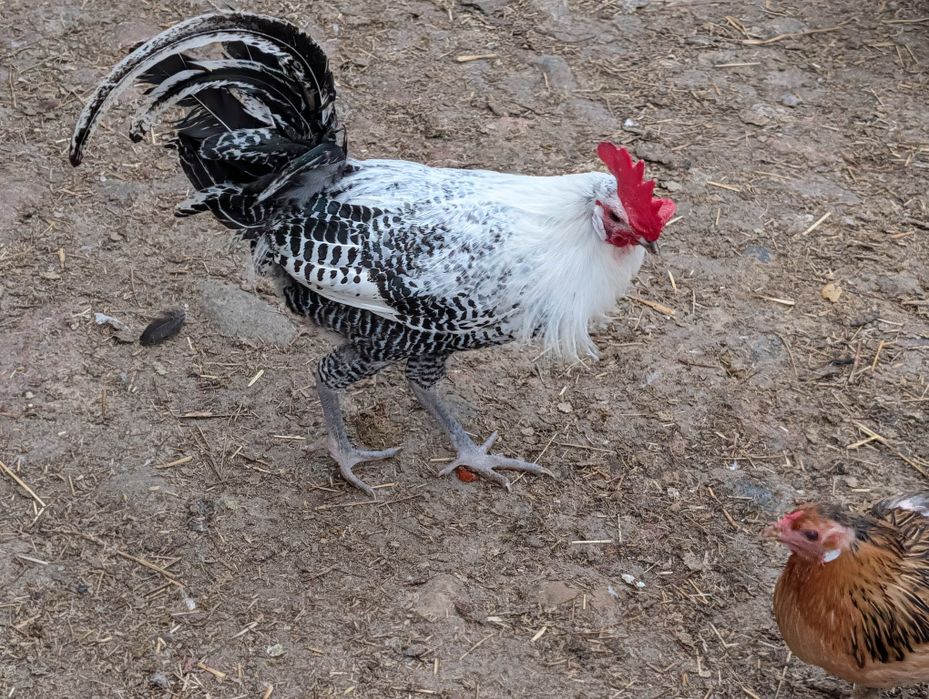Roczne koguty ostatnie 4 sztuki