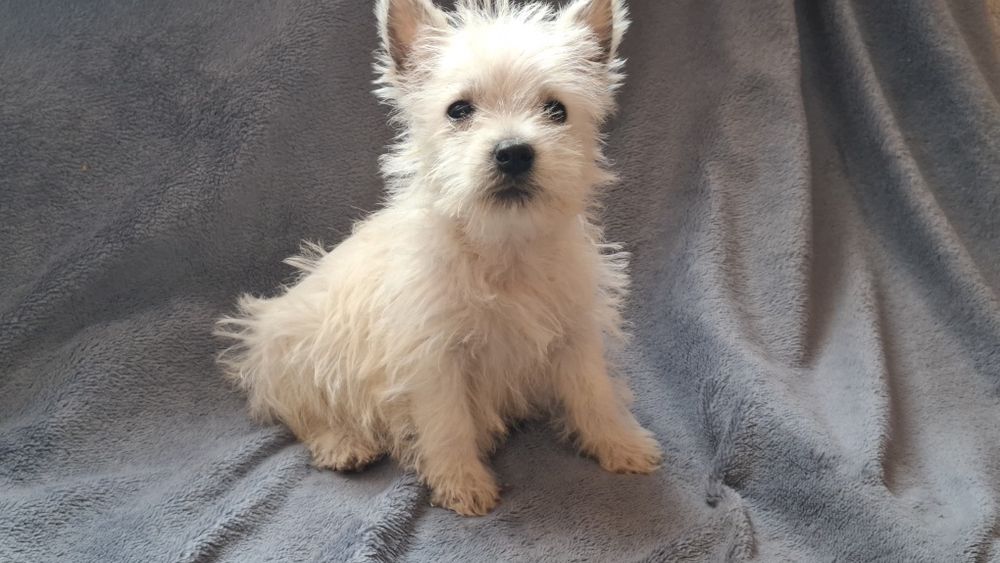 West highland white terrier  chłopiec